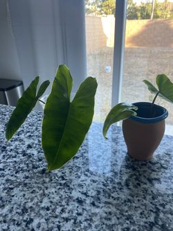Plant Trade/Swap - Philodendron Burle Marx Cutting