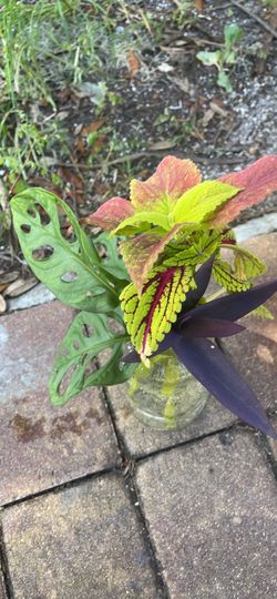 Mixed Tropical Plant Cuttings Bundle