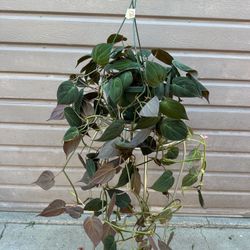 8” Micans Philodendron