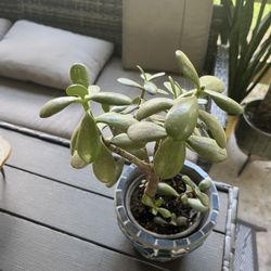 Jade Plant With Pot 