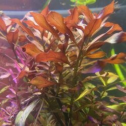 Ludwigia Peruensis/Gladulosa var. Diamond (fish, aquarium, fish tank, aquatic)