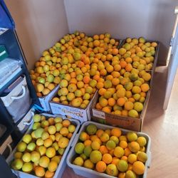 Naranjas. 8$ Cubeta Aproximadamente 20 Libras
