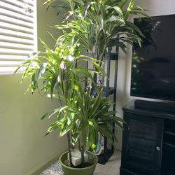 Selling Beautiful Plant