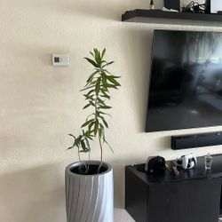 House Plant Low Maintenance Available
