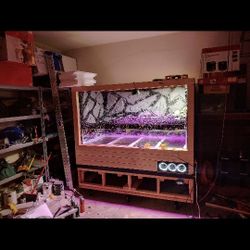 Custom Lizard Terrarium 