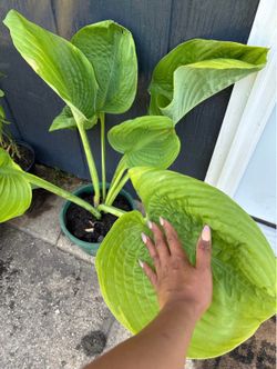 Hostas big leaf plant