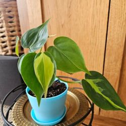 Philodendron Brasil (Blue Pot-D)