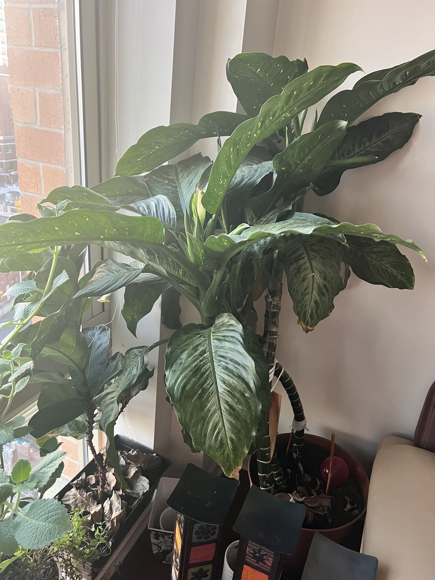Huge House Plant.