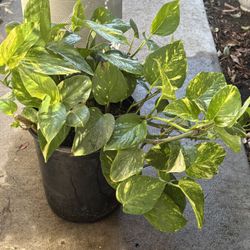 Golden Pothos 5 Gallons Nursery Black Pot