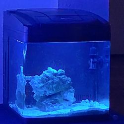 BioCube 8 Gallon  Nano Tank