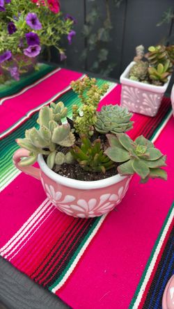 Clay pots and plants
