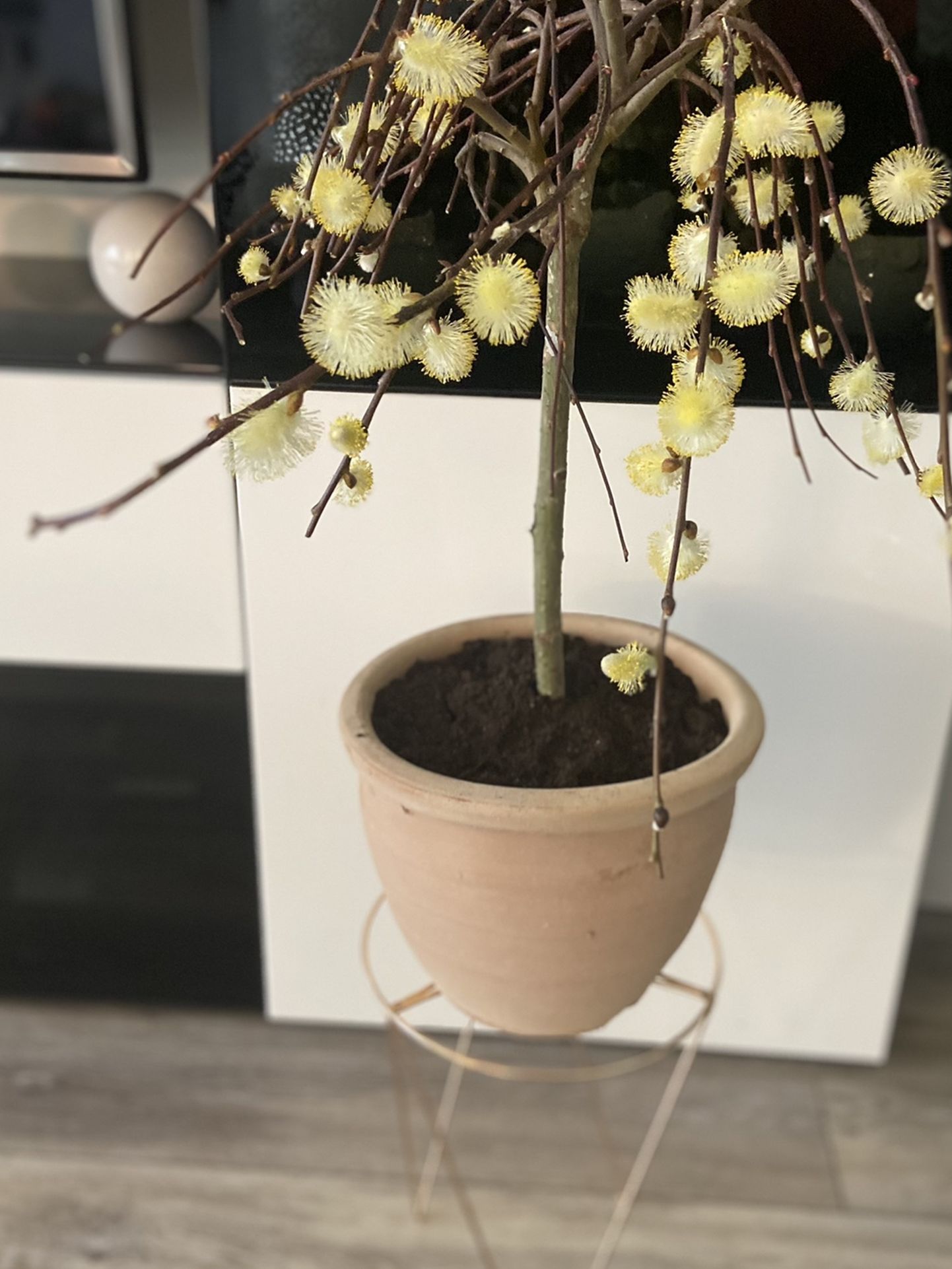 Housplant Pussy Willow Bonsai Tree