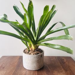 Bromeliad in 8" concrete pot