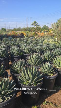 Agave Blue Glow