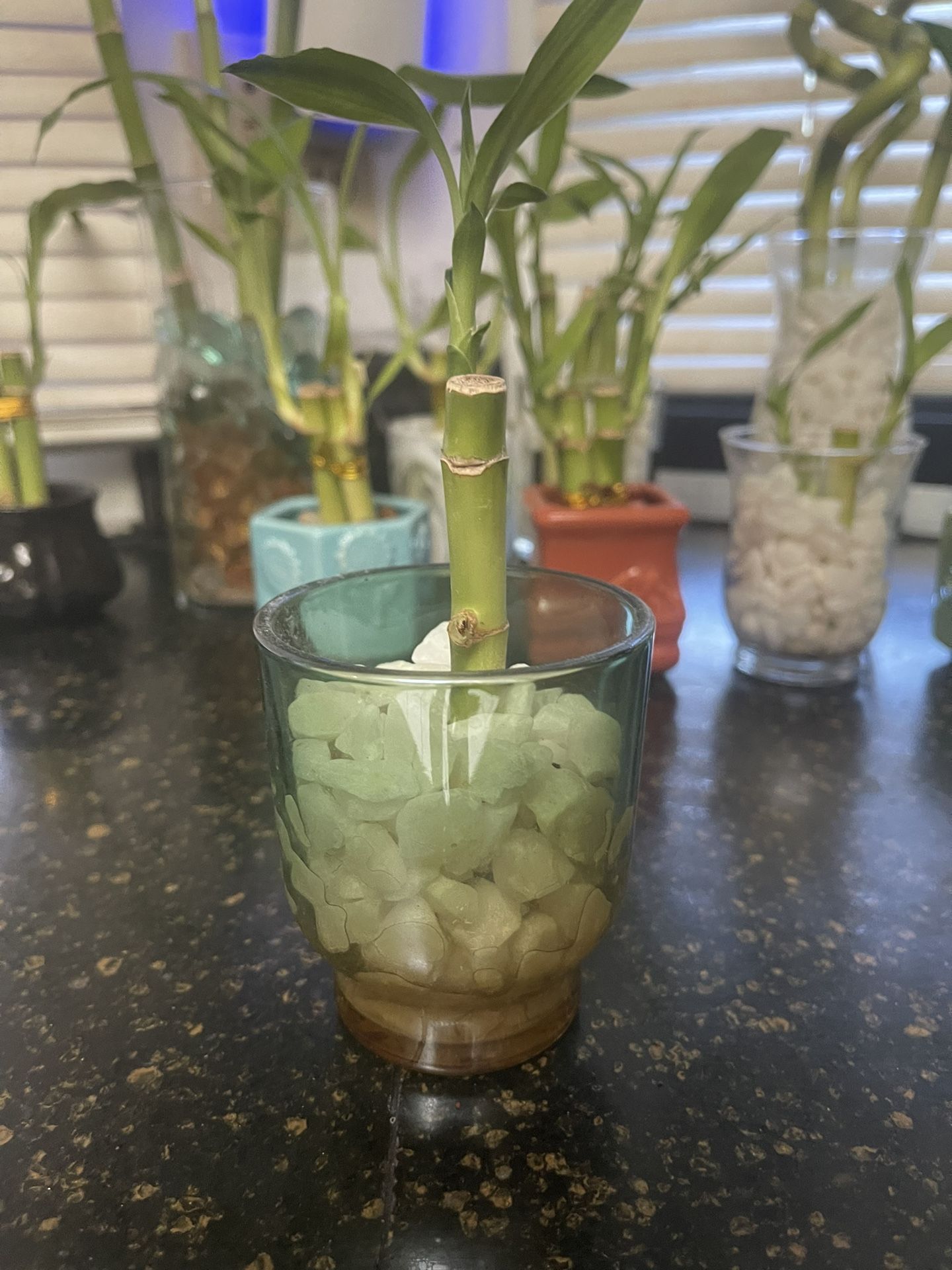 2 Bamboo Stalks In Multi Color Vase With White Rocks