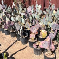 Cactus Purple Prickly Pear Plants