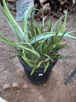 Part Three of the amazing selection of plants available