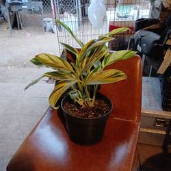Alpinia zerumbet 'Variegata'