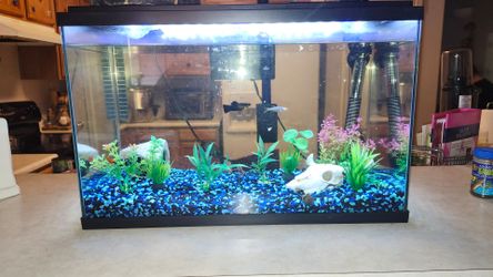 10 gallon fish tank