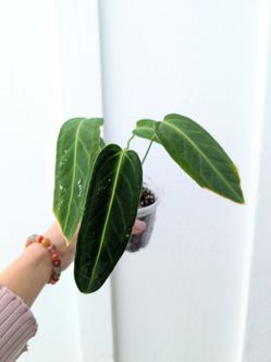Collector's Plant: Anthurium King Warocqueanum 4" Pot - Indoor House Plants
