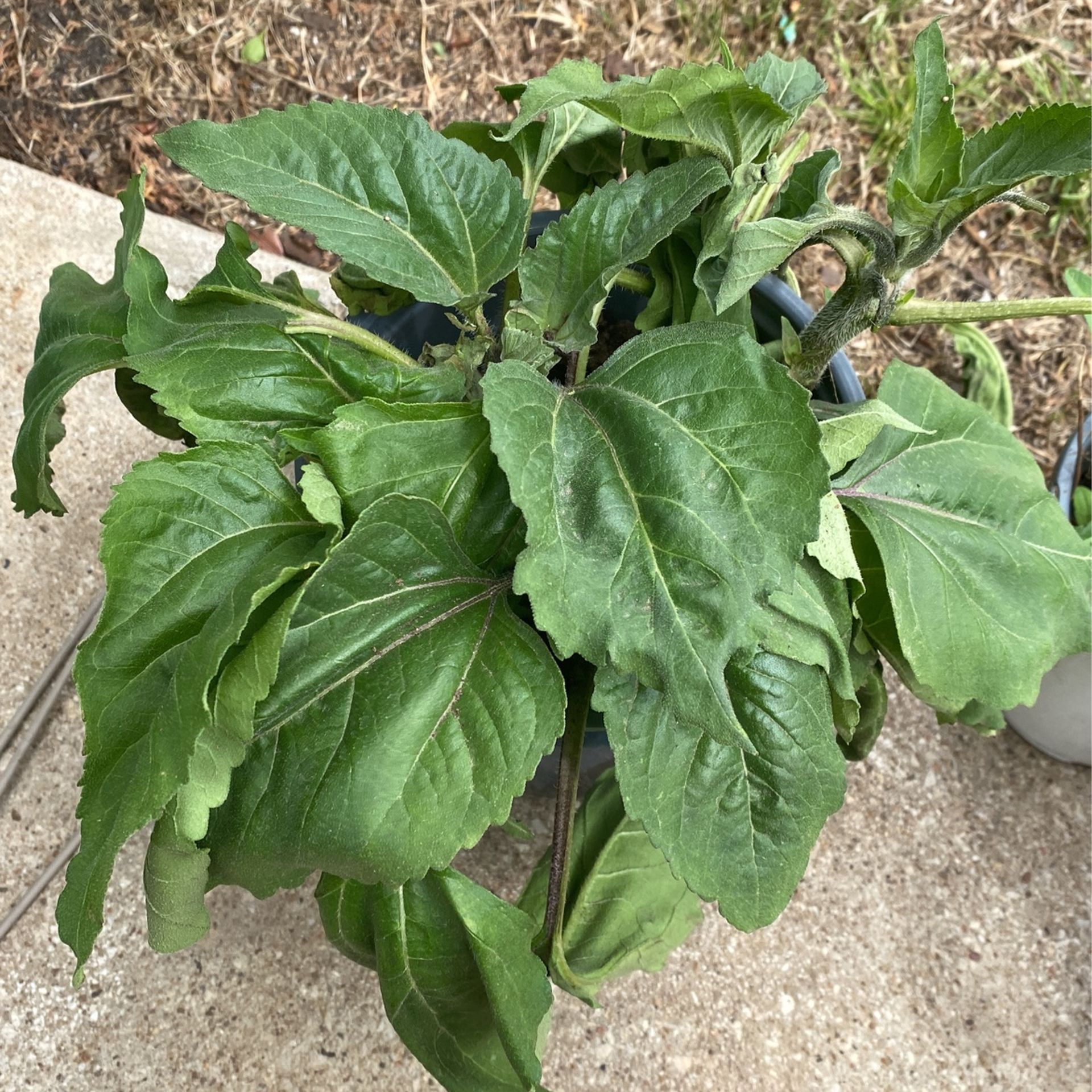 Sunflowers Plant 