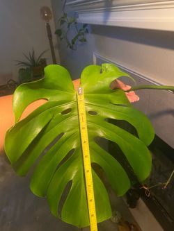 Monstera cuttings