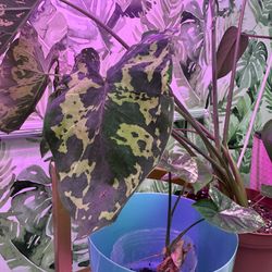 Hilo Beauty Alocasia Live 