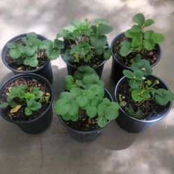 Strawberries 🍓 Plants