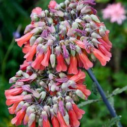 Mother Of Thousands Plant(big Pot)