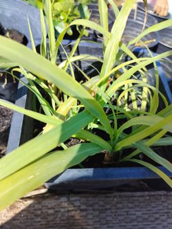 Lemongrass