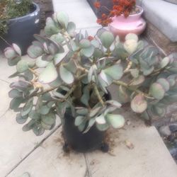 Large silver dollar Succulant