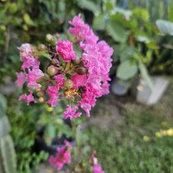 Pink Tree. Blooms N Late Summer And Fall Season 