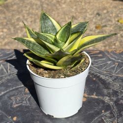 Sansevieria Golden Hahnii snake plant small