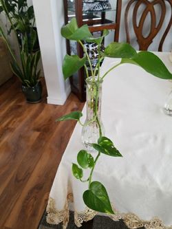 epipremnum aureum money plant