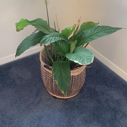 Plant For Sale