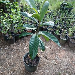 Plantas de nisperos/ plants of loquat