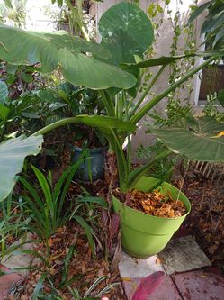 Big elephant plant