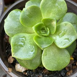 Succulents Plants 4”inch Pot 🪴