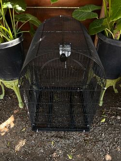 Iron bird cage