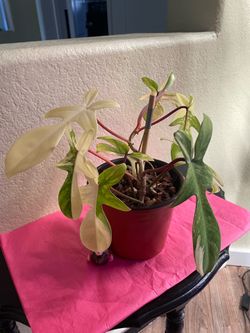 Philodendron Florida Beauty