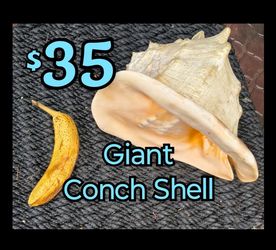 Enormous King or Queen Conch Shell