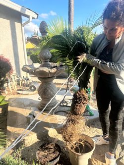 Sago palm