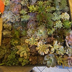 Suculentas 