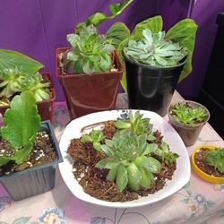 Free With Any Purchase Of Plant