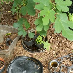 fig tree plants - Fruit bearing and Rooted 