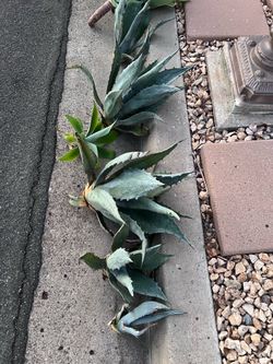 Agave Plant Cuttings - Plantas de Agave