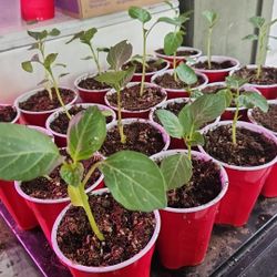 Organic Tomato & Tomatillo Plants