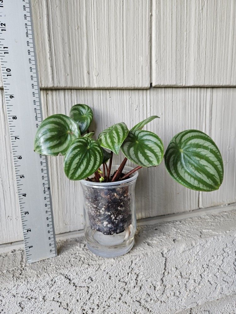 Watermelon Peperomia Plant In Self Watering Pot