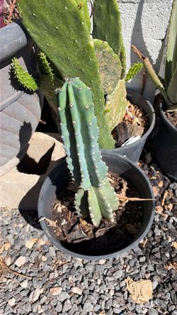 Cactus