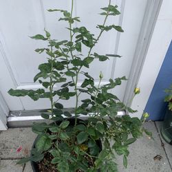 Fragrant rose 